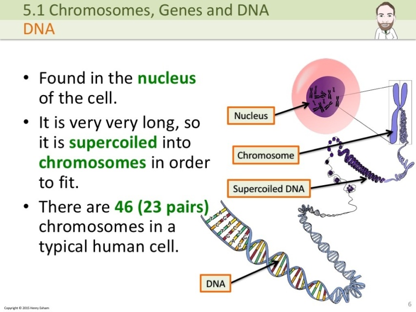 127 Chromosomes Dna Genes And Alleles Biology Notes F